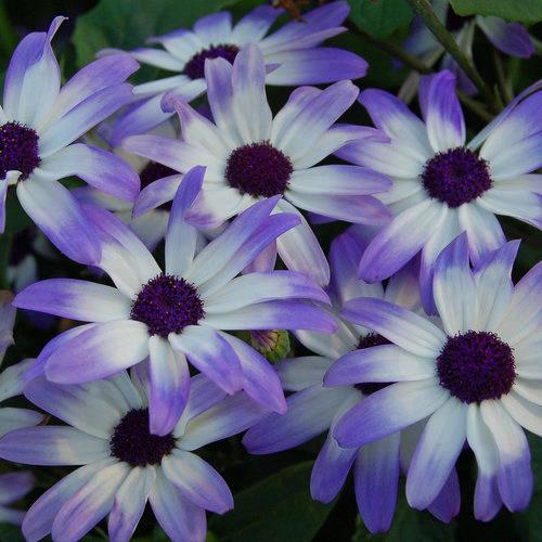 Pericallis Senetti® Light Blue Bicolor