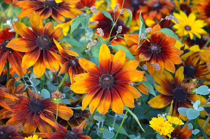 Rudbeckia hirta Autumn Colors