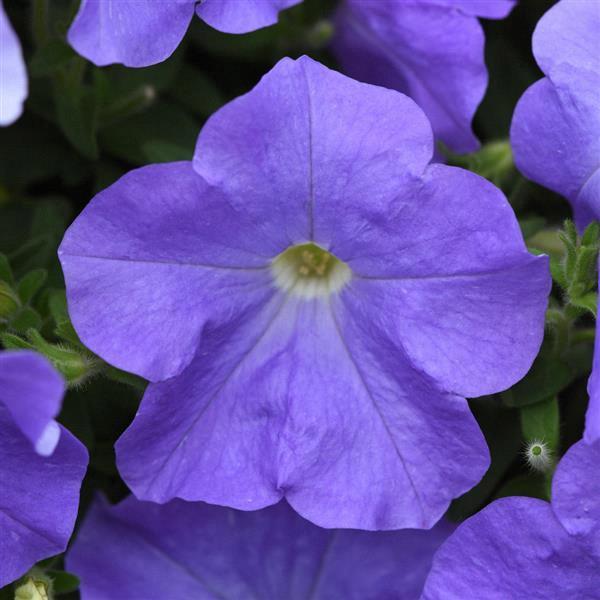 Petunia E3 Easy Wave™ Sky Blue (spreading petunia)