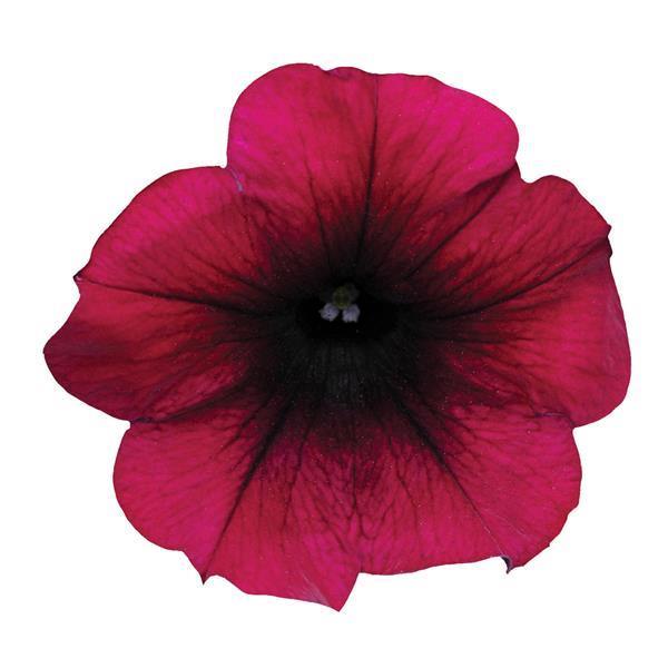 Petunia Easy Wave® Burgundy Velour (spreading petunia)
