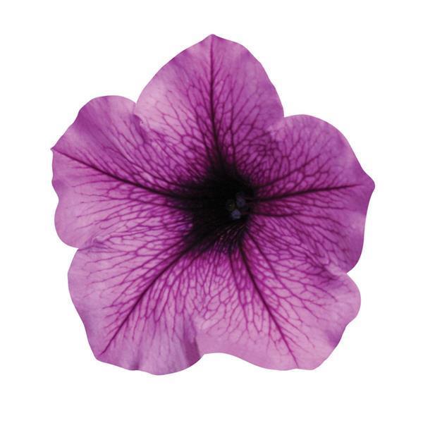 Petunia Easy Wave® Plum Vein (spreading petunia)