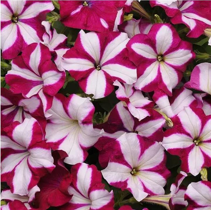 Petunia Easy Wave® Burgundy Star (spreading petunia)