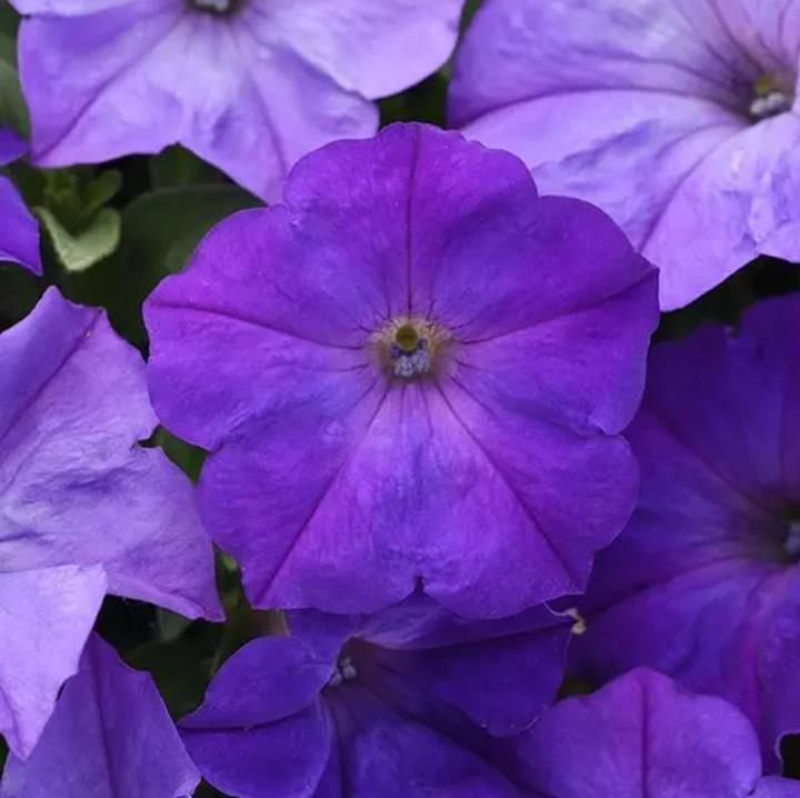 Petunia Easy Wave® Lavender Sky Blue (spreading petunia)