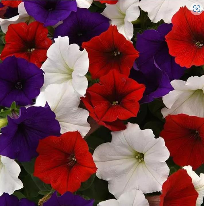 Petunia Easy Wave® Mix the Flag (spreading petunia)