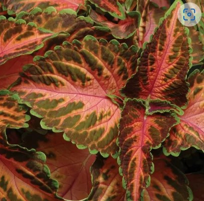 Coleus Wizard Coral Sunrise