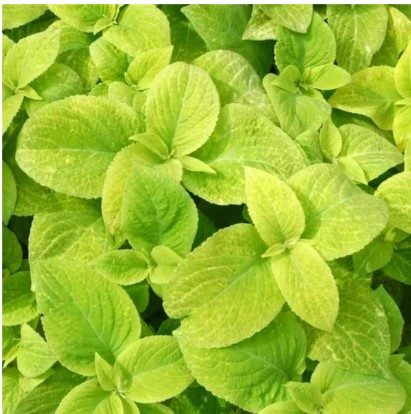 Coleus Wizard Golden (lime)