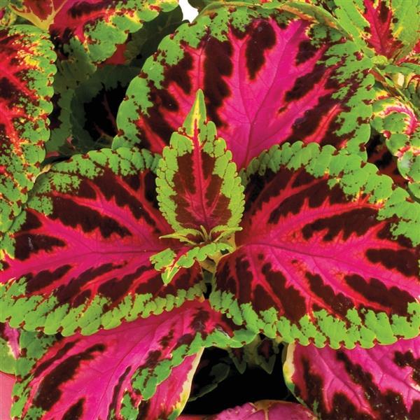 Coleus Rainbow Color Pride