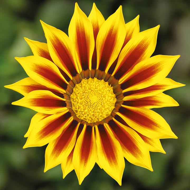 Gazania ripens Kiss™ Yellow Flame