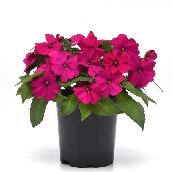 Impatiens Solarscape™ Neon Purple