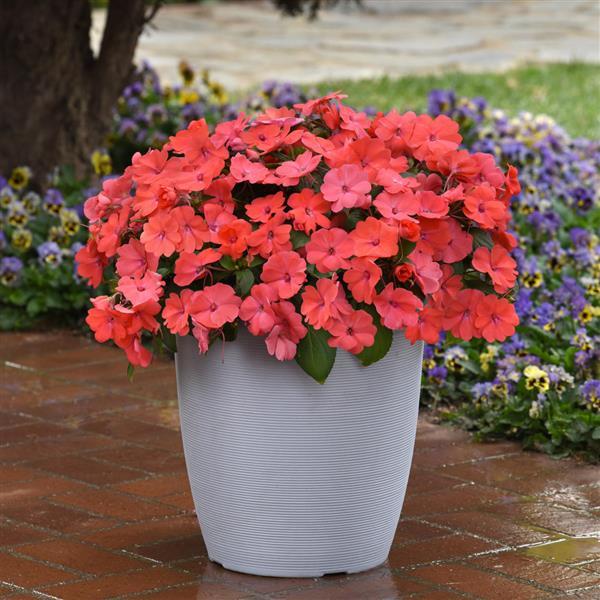 Impatiens Solarscape™ Solarscape™ XL Salmon Glow