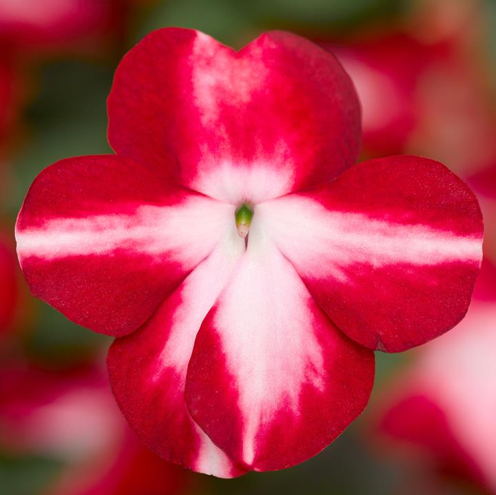 Impatiens walleriana Red Star