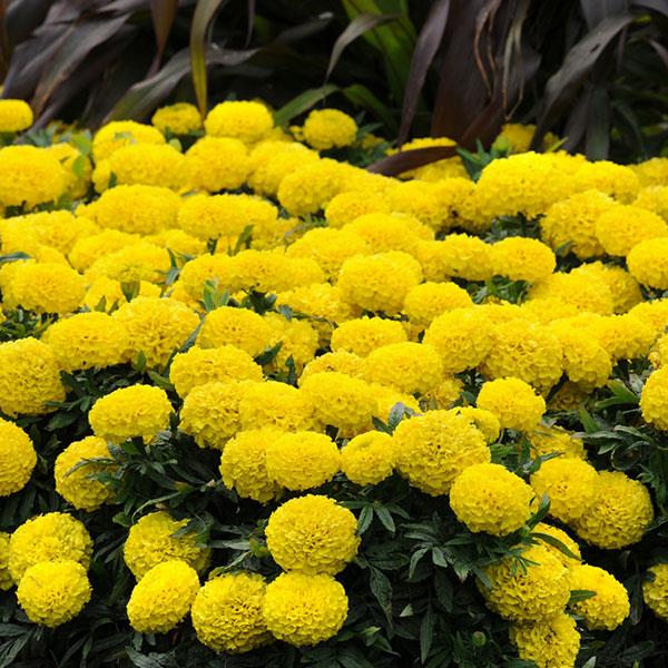 Marigold (gros/tagetes erecta) Taishan yellow