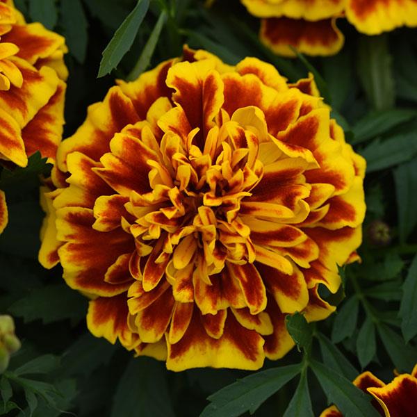 Marigold (petit/tagetes patula) Bonanza™ Bee