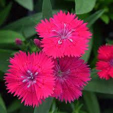 Dianthus Rose