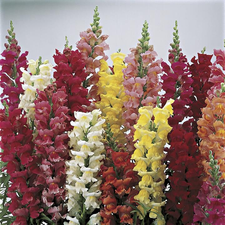 Mufflier (antirrhinum) Mix
