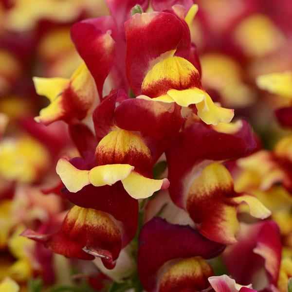 Mufflier (antirrhinum) Rouge bicolor