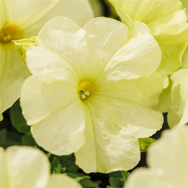 Petunia grandiflora Limbo® Yellow Lime