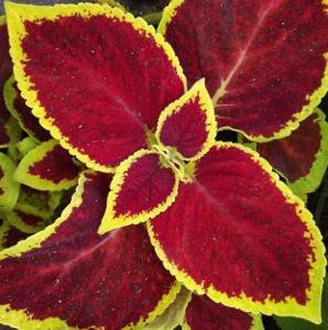Coleus Wizard Scarlet