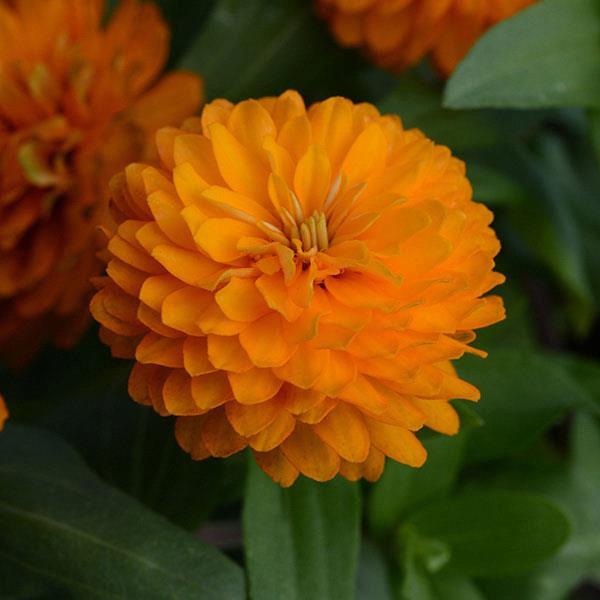 Zinnia Double Zahara™ Bright Orange
