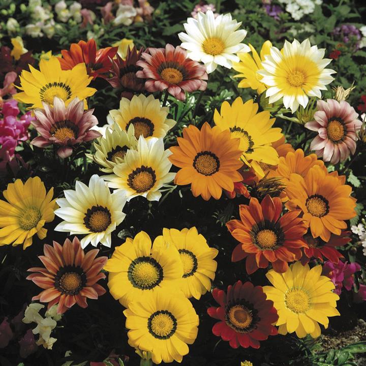 Gazania ripens mix