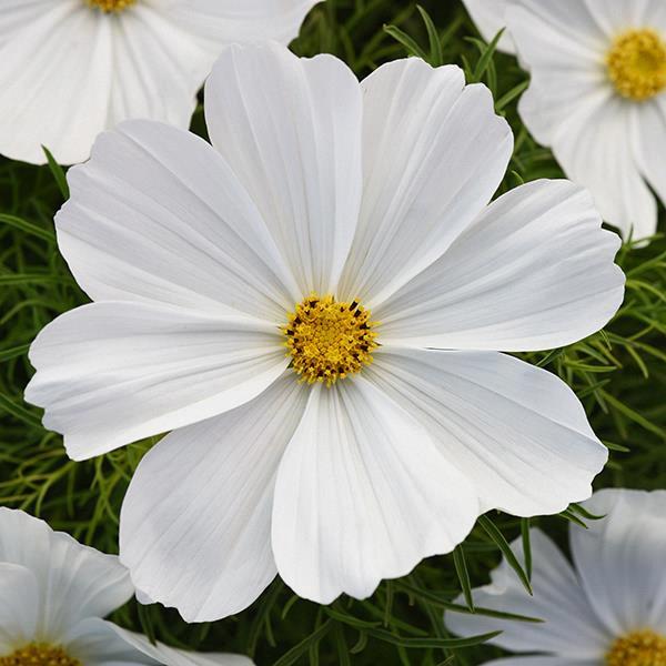 Cosmos Sonata Blanc