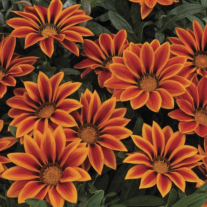 Gazania ripens orange flame