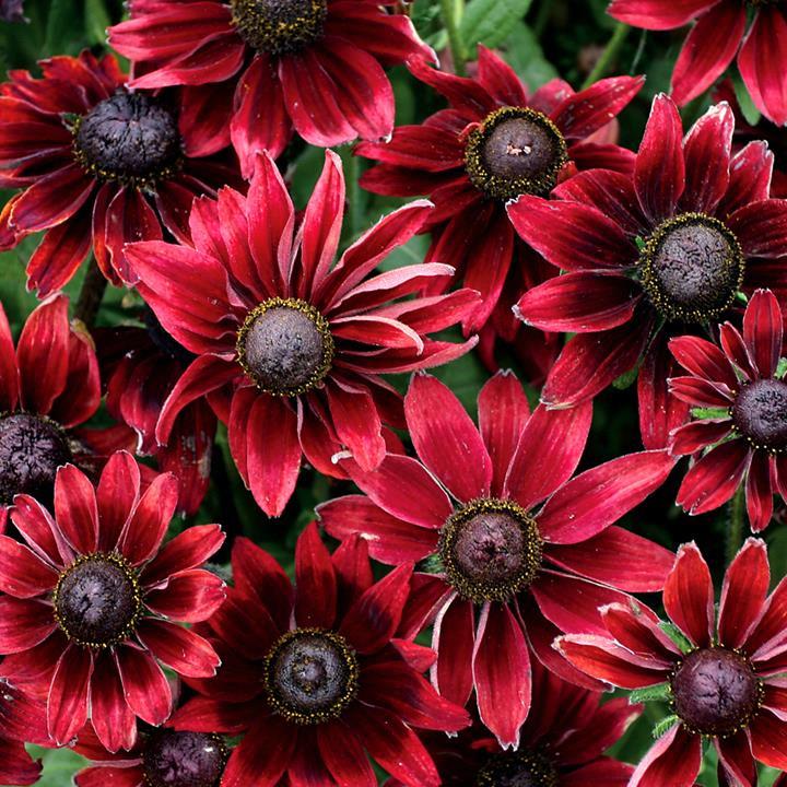 Rudbeckia hirta Cherry Brandy