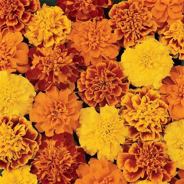Marigold (petit/tagetes patula) Bonanza™ Mix