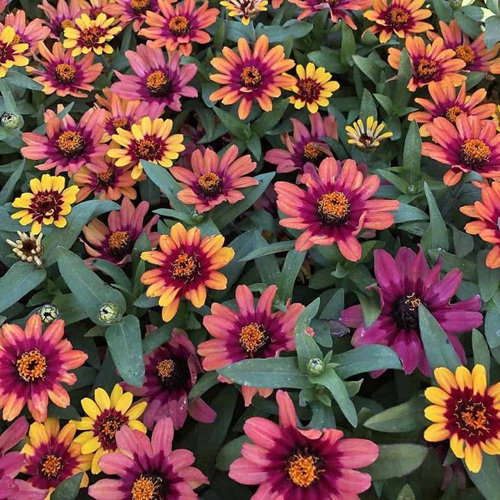 Zinnia hybrida Profusion Red Yellow Bicolor