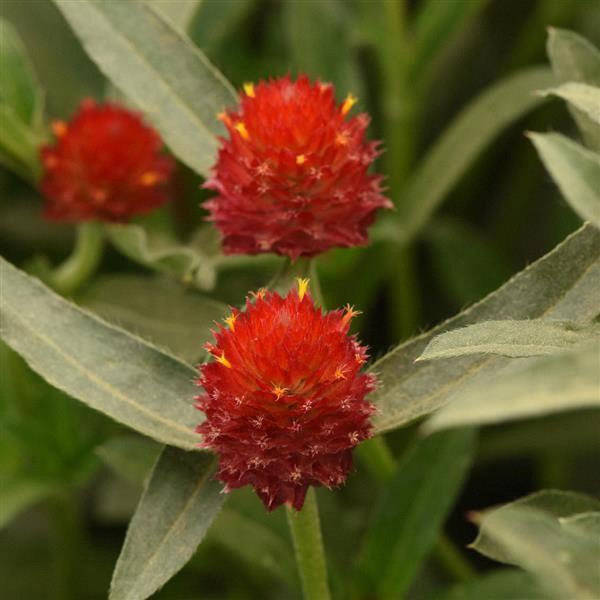 Gomphrena globosa ping pong white