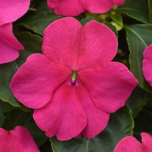 Impatiens walleriana Rose