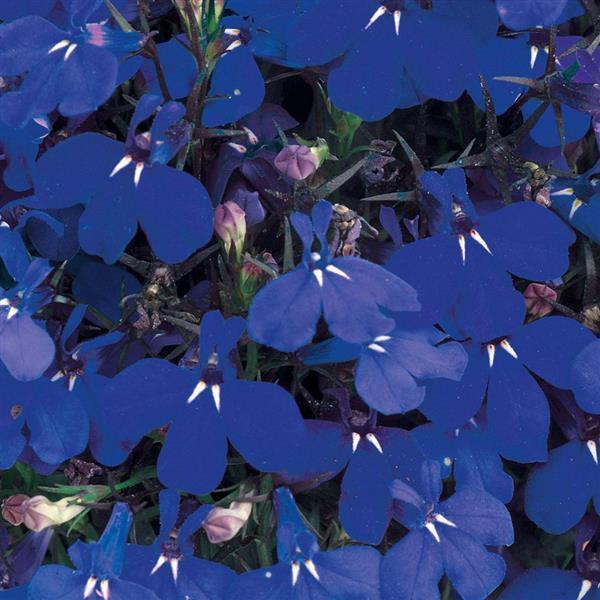 Lobelia compacta riviera marine blue