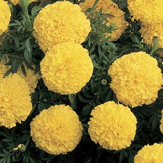 Marigold (gros/tagetes erecta) Inca yellow