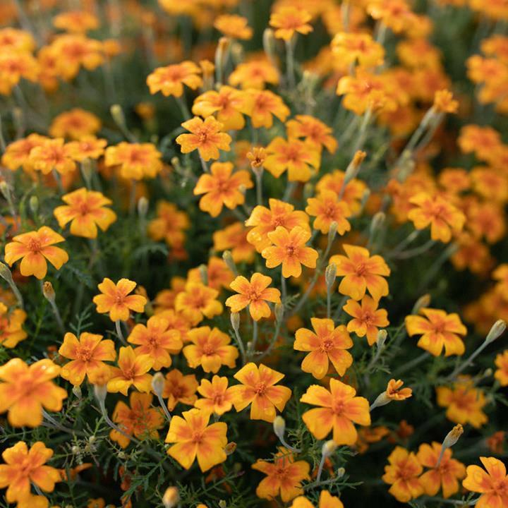 Marigold (signet/tagetes tenuifolia) Tangerine Gem