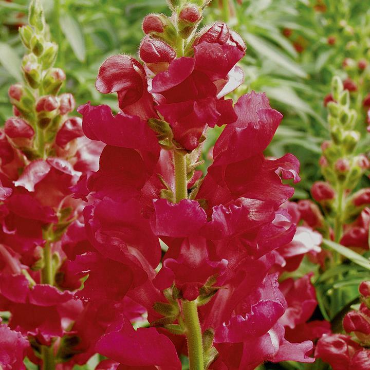 Mufflier (antirrhinum) rouge