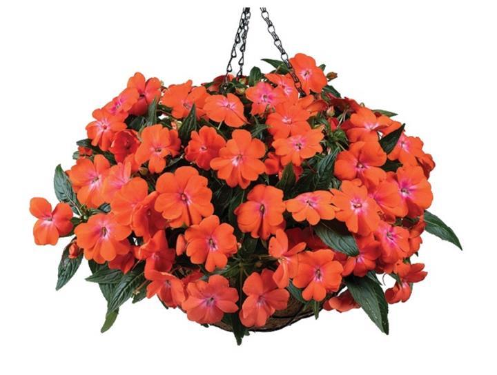 Impatiens nouvelle-guinée HarmonyColorfall™ Orange
