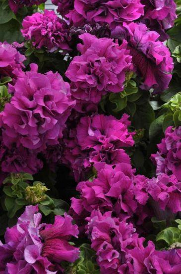 Petunia grandiflora double burgundy