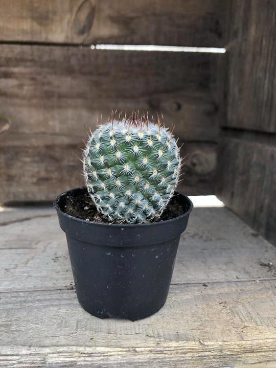 Cactus Mammillaria albilanata