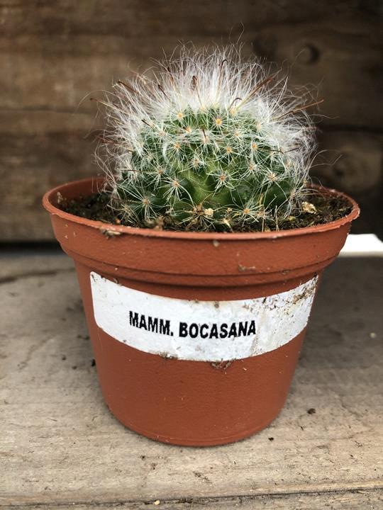 Cactus Mammillaria bocasana