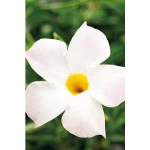 Dipladenia (mandevilla) Bella™ White TREILLIS