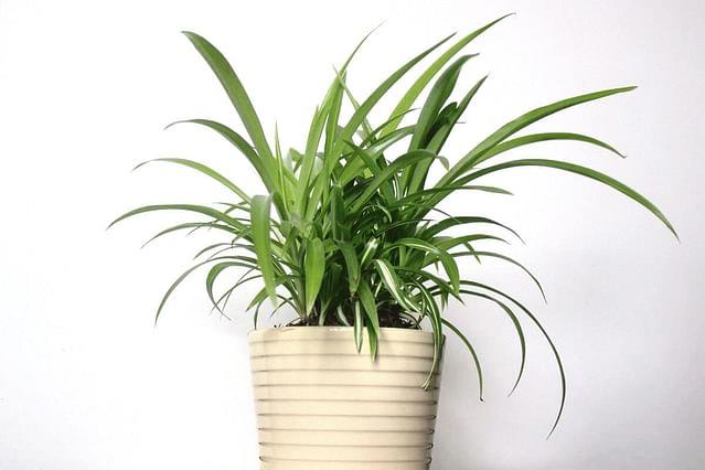 Chlorophytum Comosum (plante araignée) verte