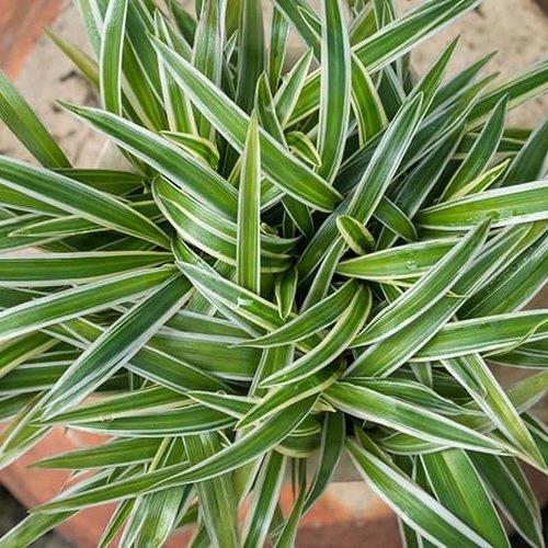 Chlorophytum Comosum (plante araignée) white edge