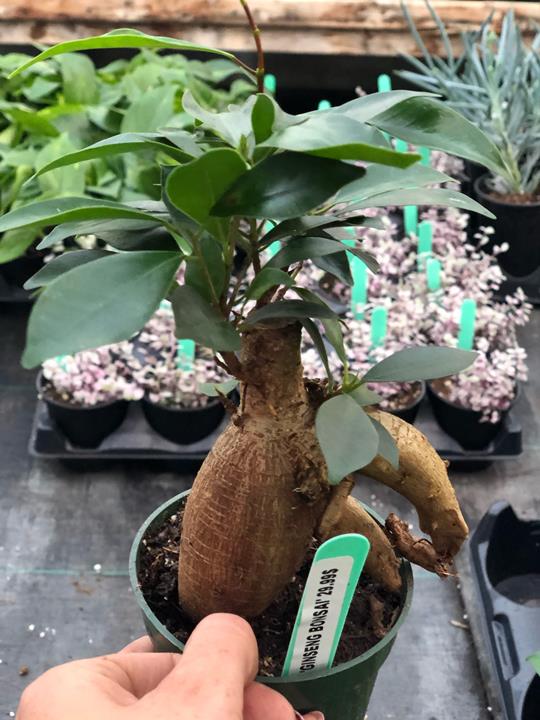 Ficus microcarpa Ginseng (bonsai)