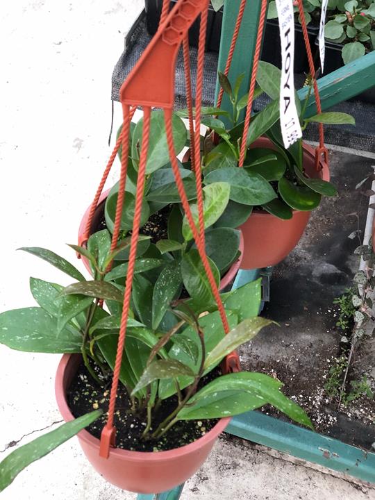 Hoya assortis