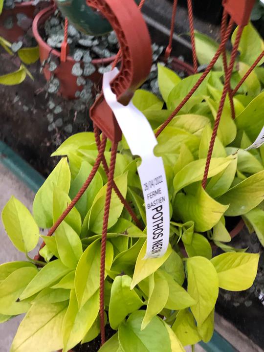 Pothos golden Neon