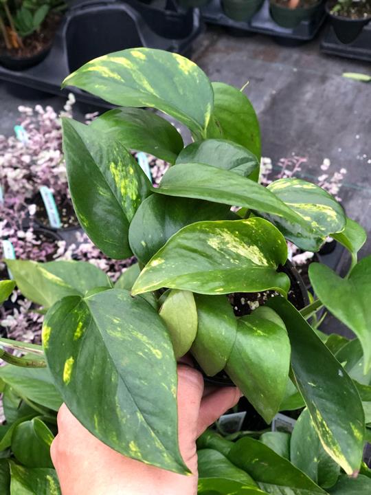 Pothos Golden