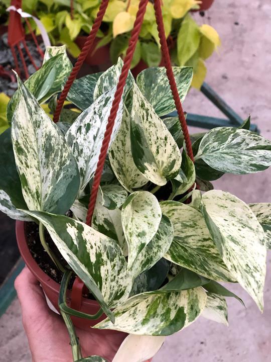 Pothos Marble Queen