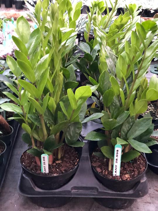 ZZ plant Raven
