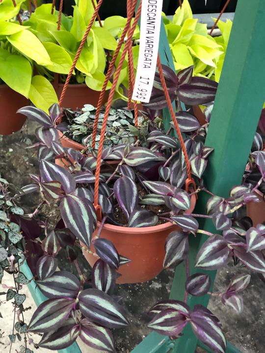 Tradescantia zebrina