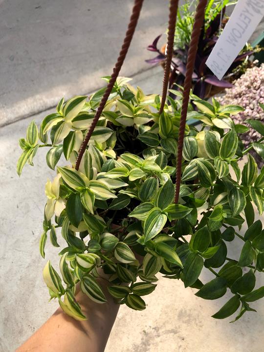 Tradescantia Yellow Variegata